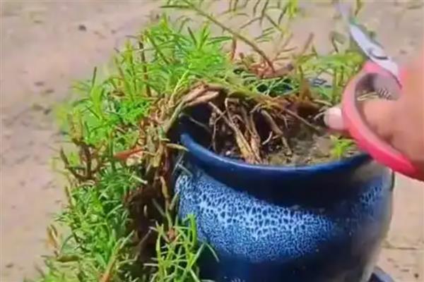 太阳花是不是向日葵，太阳花不是向日葵