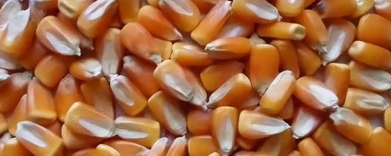 玉米种子混播有哪些注意事项，品种间高度不超过20cm