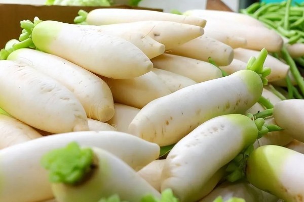 萝卜的种植时间,春萝卜一般在2-4月播种