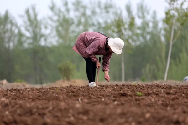 萝卜的种植时间,春萝卜一般在2-4月播种