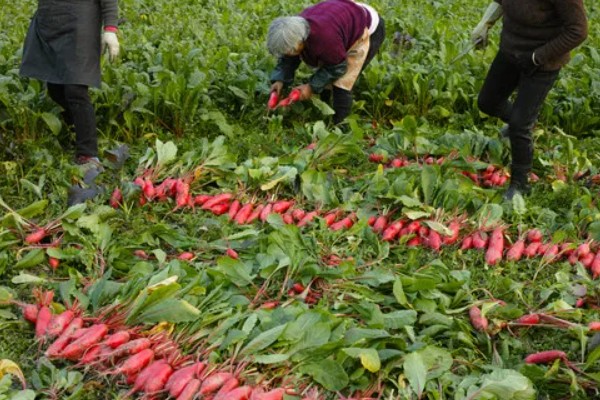 萝卜的种植时间,春萝卜一般在2-4月播种