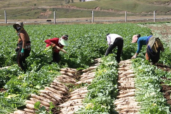 萝卜的种植时间,春萝卜一般在2-4月播种