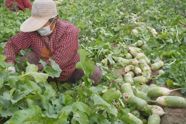 萝卜的种植时间,春萝卜一般在2-4月播种