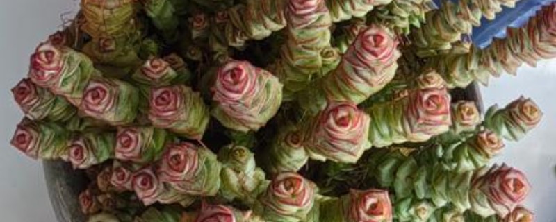 如何养殖多肉钱串子，平时每隔4-7天浇一次水