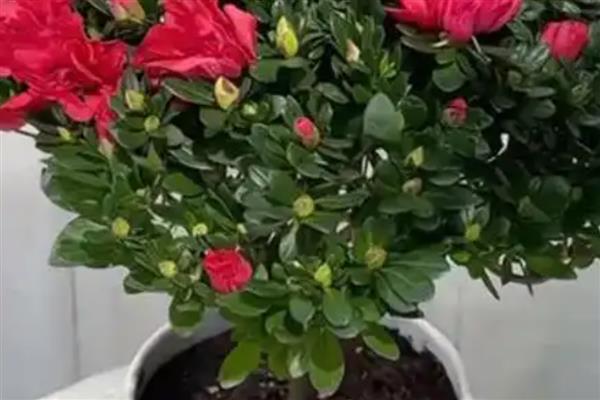 北方冬天杜鹃花怎么养，需要做好控温措施