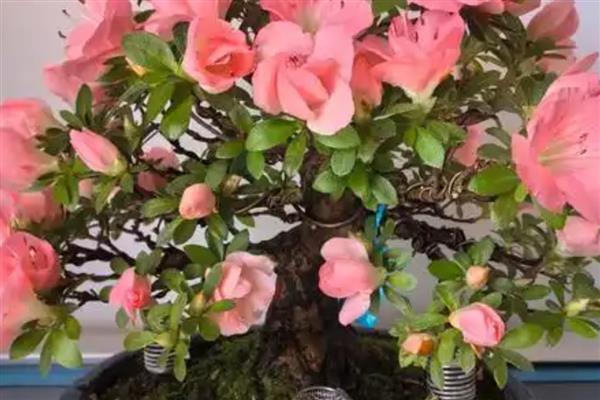 北方冬天杜鹃花怎么养，需要做好控温措施