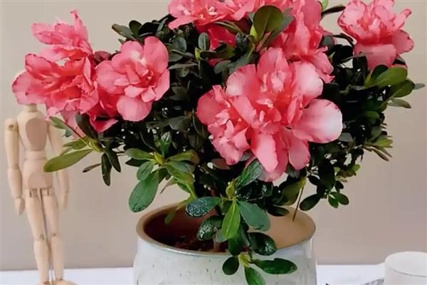 北方冬天杜鹃花怎么养，需要做好控温措施