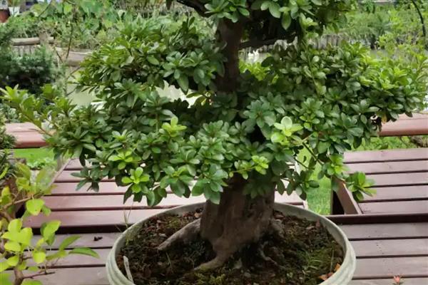 北方冬天杜鹃花怎么养，需要做好控温措施
