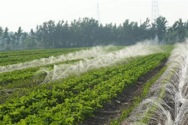 乙烯利的用法,针对不同作物的使用方法不同