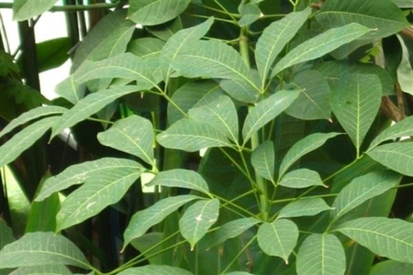 乙烯利的用法,针对不同作物的使用方法不同