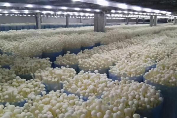 乙烯利的用法,针对不同作物的使用方法不同