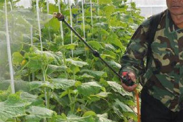 乙烯利的用法,针对不同作物的使用方法不同