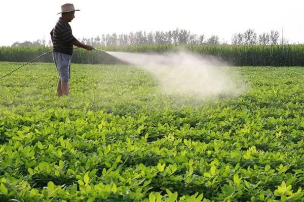 乙烯利的用法,针对不同作物的使用方法不同