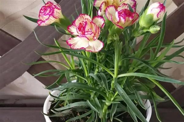 乙烯利的用法,针对不同作物的使用方法不同