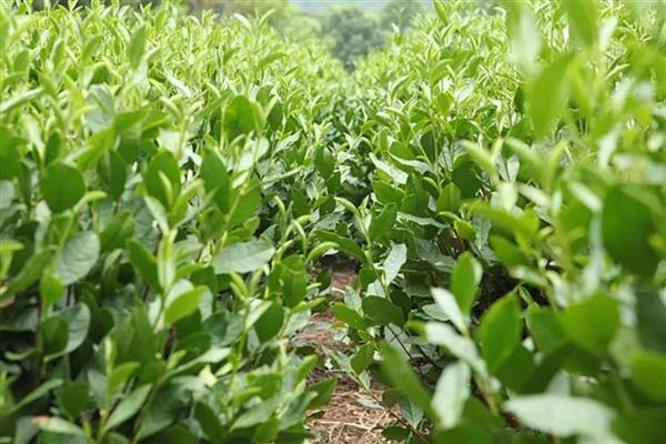 乙烯利的用法,针对不同作物的使用方法不同