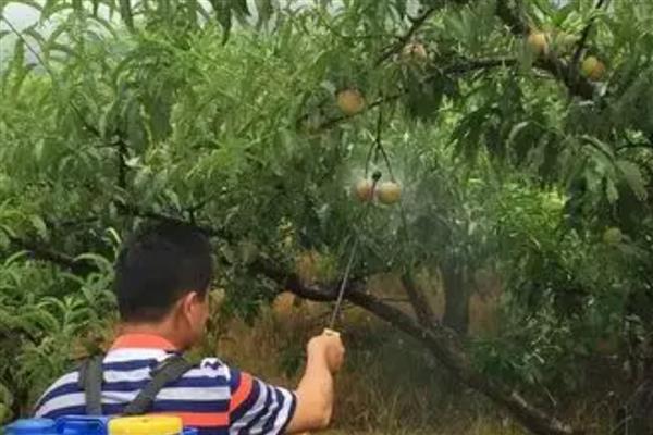 乙烯利的用法,针对不同作物的使用方法不同