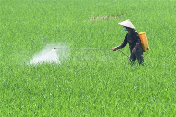 乙烯利的用法,针对不同作物的使用方法不同