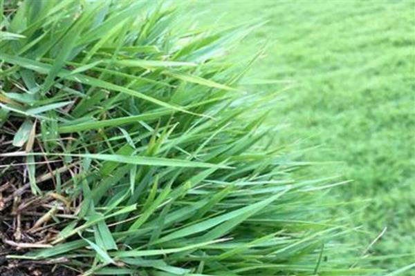 乙烯利的用法,针对不同作物的使用方法不同