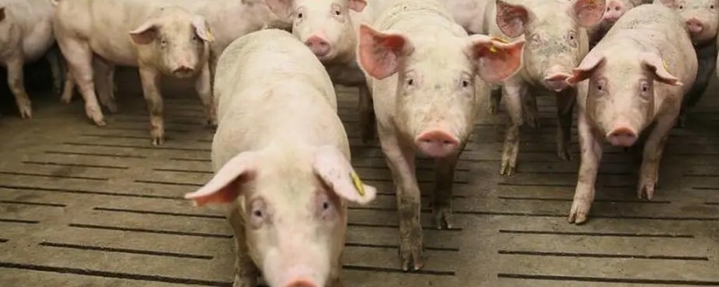 4个月猪有多重，约重60公斤左右