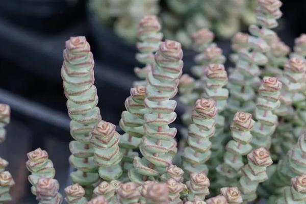 如何养殖多肉钱串子，平时每隔4-7天浇一次水