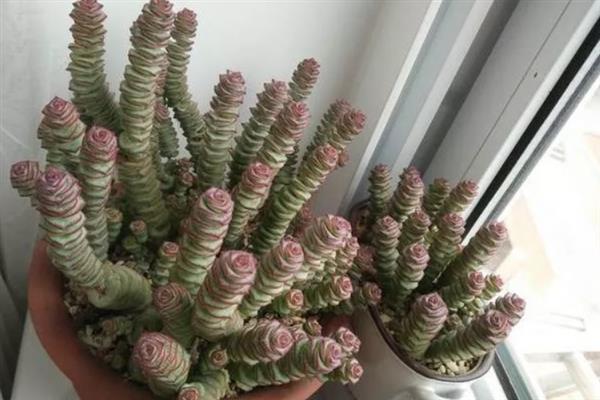 如何养殖多肉钱串子，平时每隔4-7天浇一次水