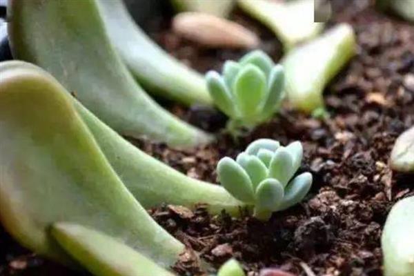 如何养殖多肉钱串子，平时每隔4-7天浇一次水