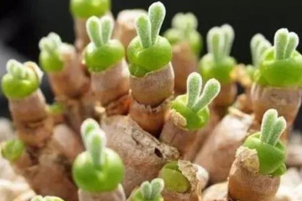 如何养殖多肉钱串子，平时每隔4-7天浇一次水