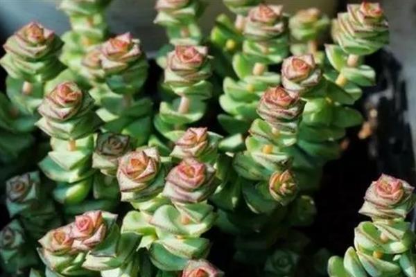 如何养殖多肉钱串子，平时每隔4-7天浇一次水