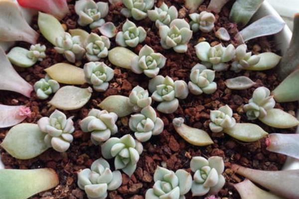 如何养殖多肉钱串子，平时每隔4-7天浇一次水