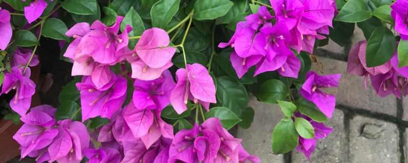 三角梅花苞干枯脱落的原因，可能是光照不足所致