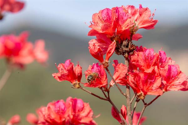 迎红杜鹃有什么花语，代表永远属于你、爱情降临等含义