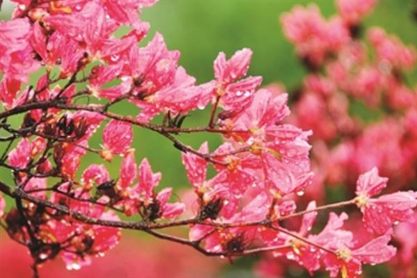 迎红杜鹃有什么花语，代表永远属于你、爱情降临等含义