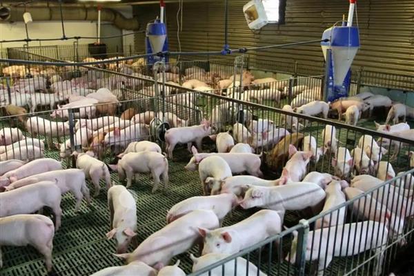 4个月猪有多重,约重60公斤左右