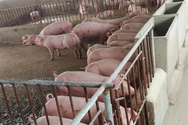 4个月猪有多重,约重60公斤左右