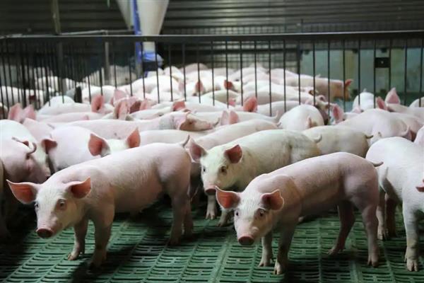 4个月猪有多重,约重60公斤左右