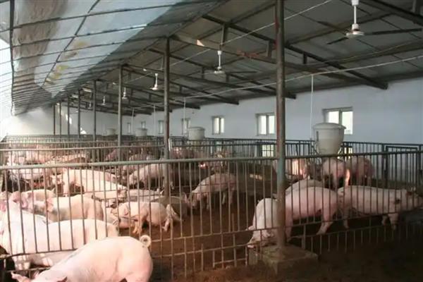 4个月猪有多重,约重60公斤左右