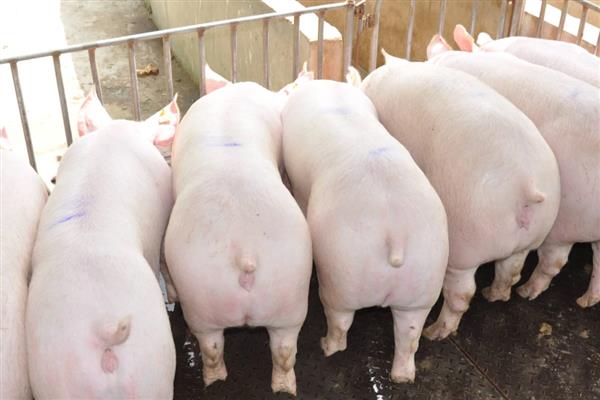 4个月猪有多重,约重60公斤左右
