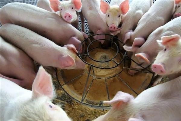 4个月猪有多重,约重60公斤左右