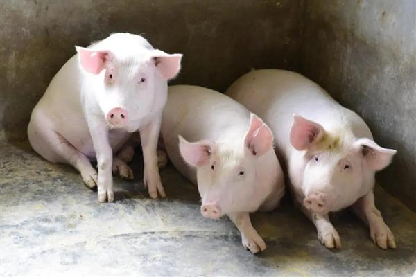 4个月猪有多重,约重60公斤左右