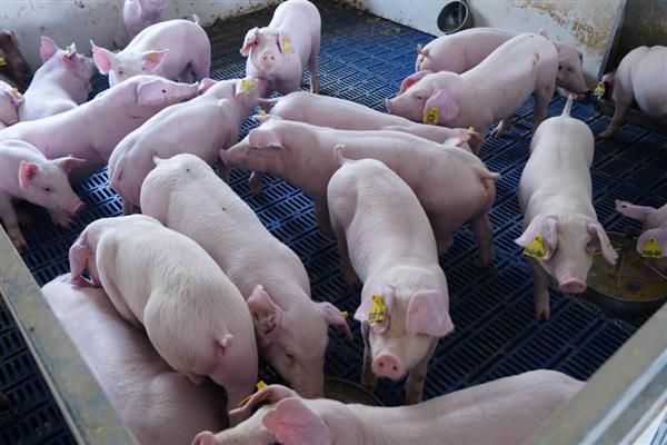 4个月猪有多重,约重60公斤左右