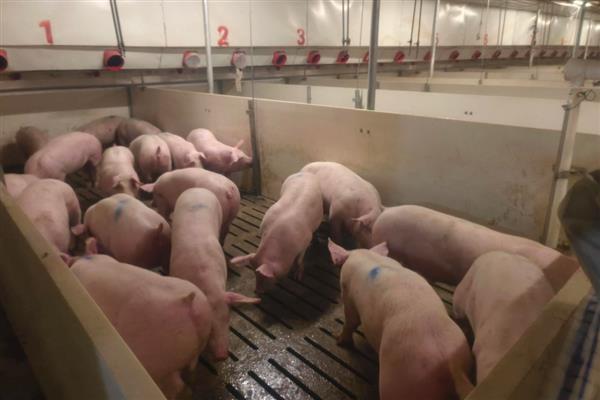 4个月猪有多重,约重60公斤左右