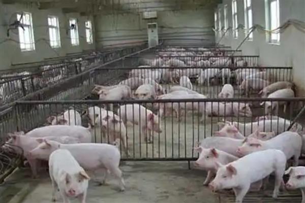 4个月猪有多重,约重60公斤左右