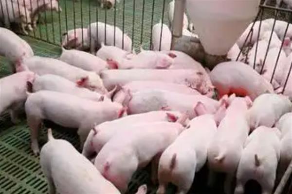 4个月猪有多重,约重60公斤左右