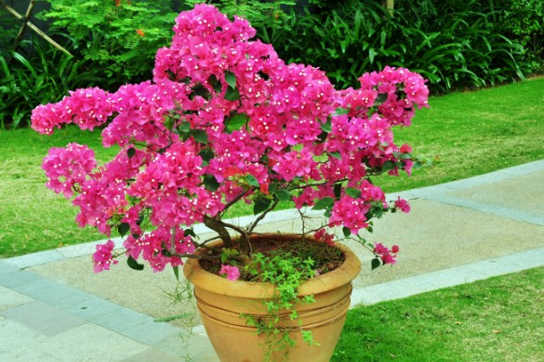 三角梅花苞干枯脱落的原因，可能是光照不足所致