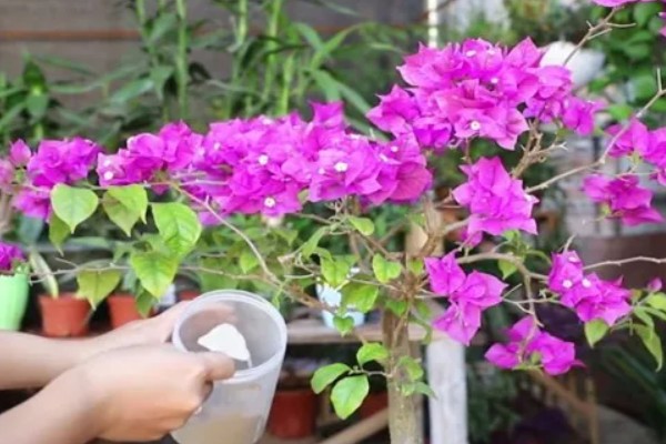 三角梅花苞干枯脱落的原因，可能是光照不足所致