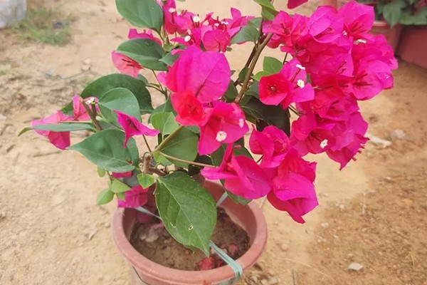 三角梅花苞干枯脱落的原因，可能是光照不足所致