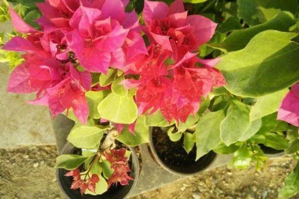 三角梅花苞干枯脱落的原因，可能是光照不足所致