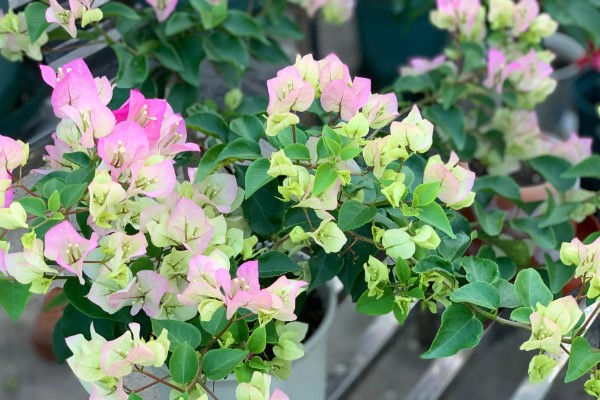 三角梅花苞干枯脱落的原因，可能是光照不足所致