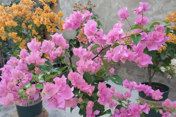 三角梅花苞干枯脱落的原因，可能是光照不足所致