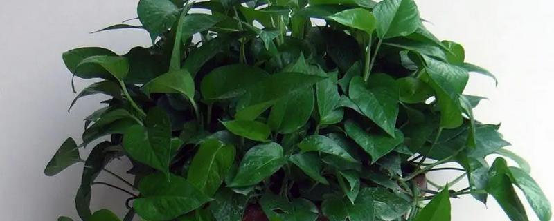 适合卧室养的植物有哪些，常见的有虎皮兰、芦荟等